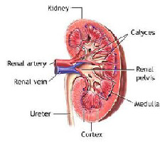 KIDNEY DIAGRAM